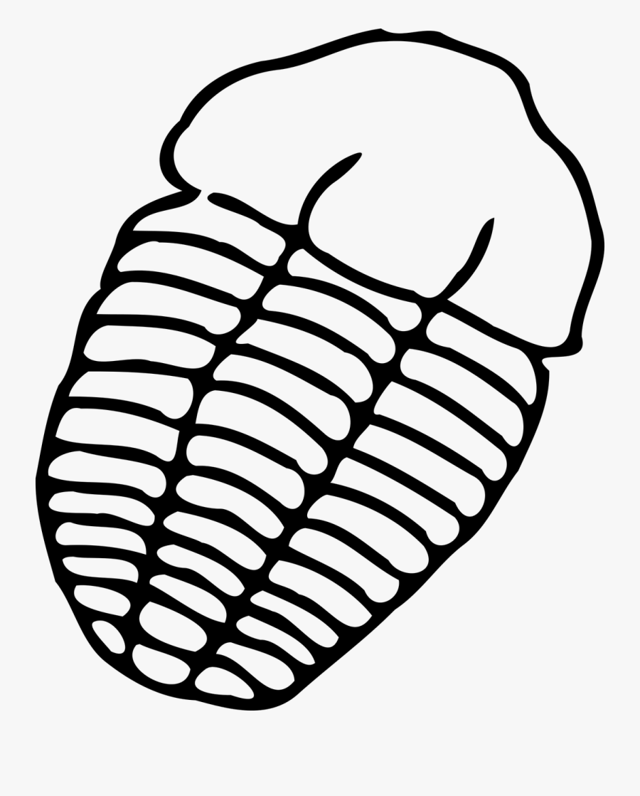 Trilobite Fossil Free Vector Graphics - Easy To Draw Fossils, Transparent Clipart