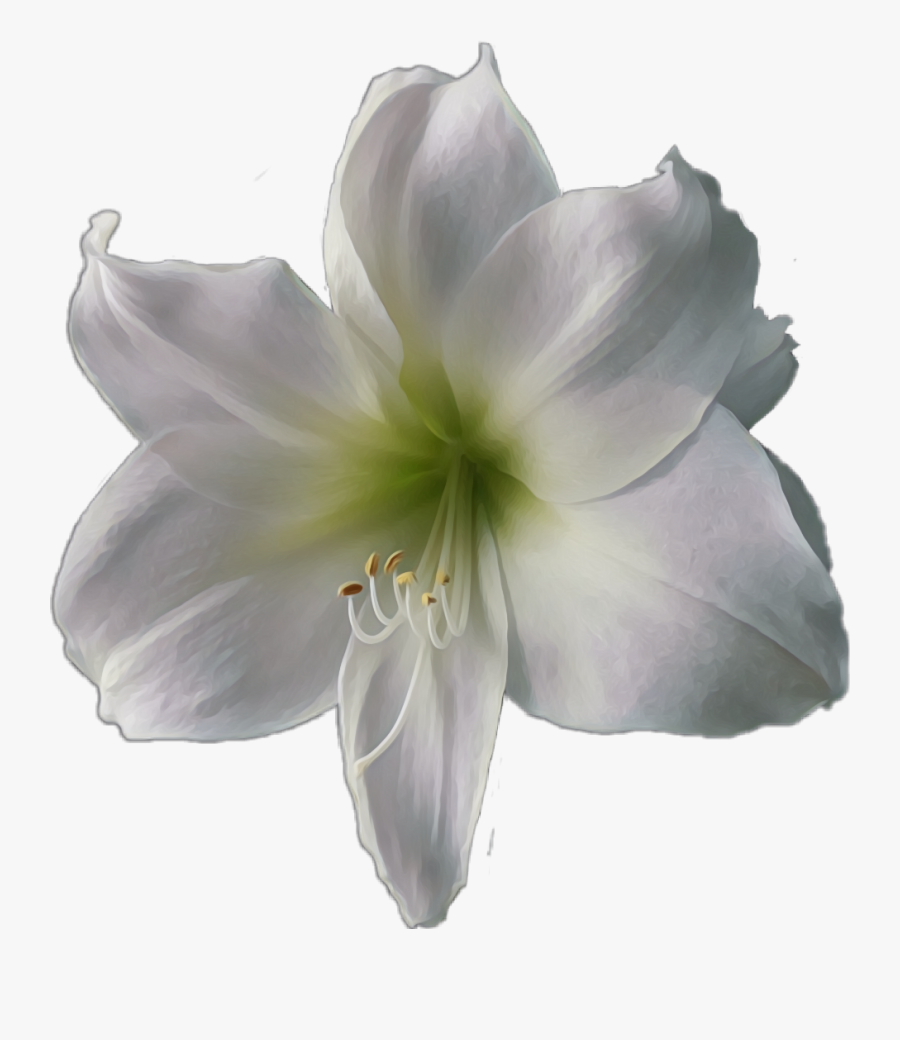 #flower #white #lily - Lily, Transparent Clipart