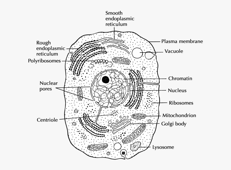 Схема клетки. Animal Cell структура. Строение клетки схема на латыни. Строение клетки на латыни. Строение Cell.