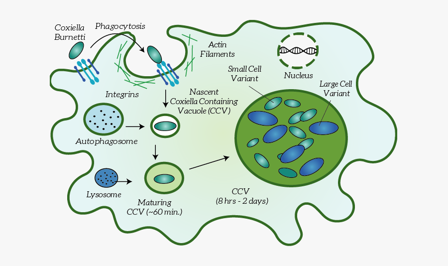 Coxiella Burnetii Structure, Transparent Clipart