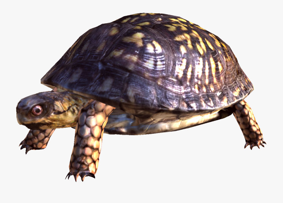 Png Free Download Mart - Turtle Png, Transparent Clipart