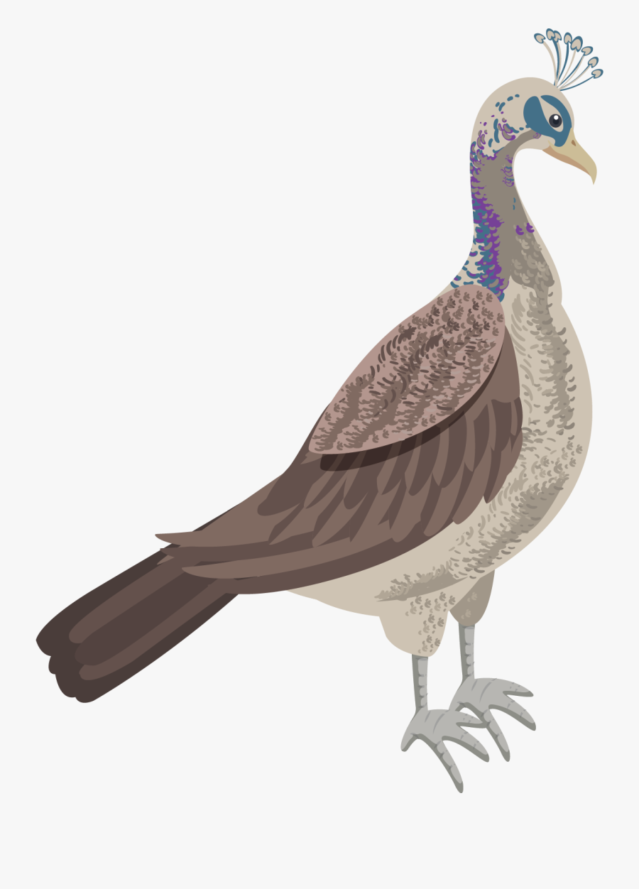 Wild Turkey, Transparent Clipart