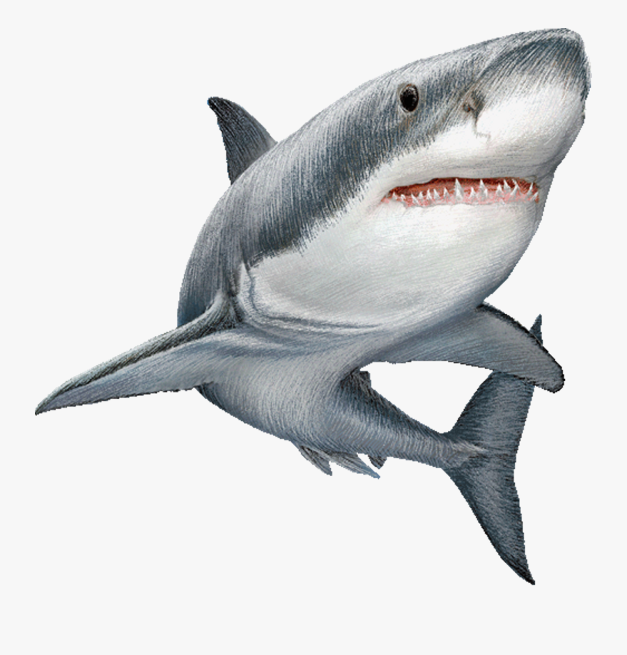 Great White Shark Clip Art Image Illustration - Real Shark Clip Art, Transparent Clipart
