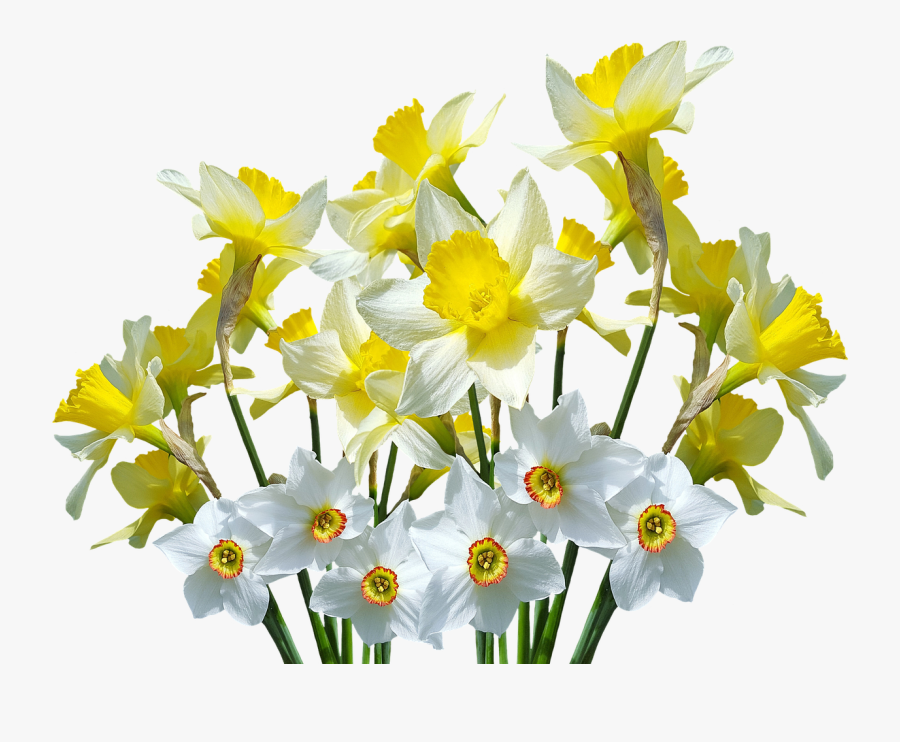 Wild Daffodil Flower - Transparent Daffodils Png , Free Transparent ...