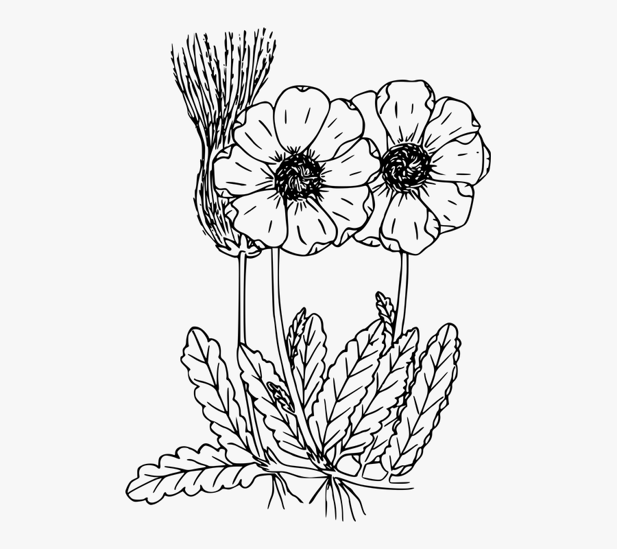 Drawn Wildflower Flowering Plant - Wild Flower Drawing Transparent, Transparent Clipart