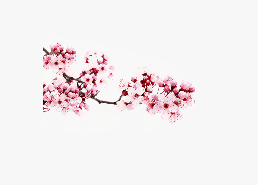Japanese Flower Sakura Png, Transparent Clipart