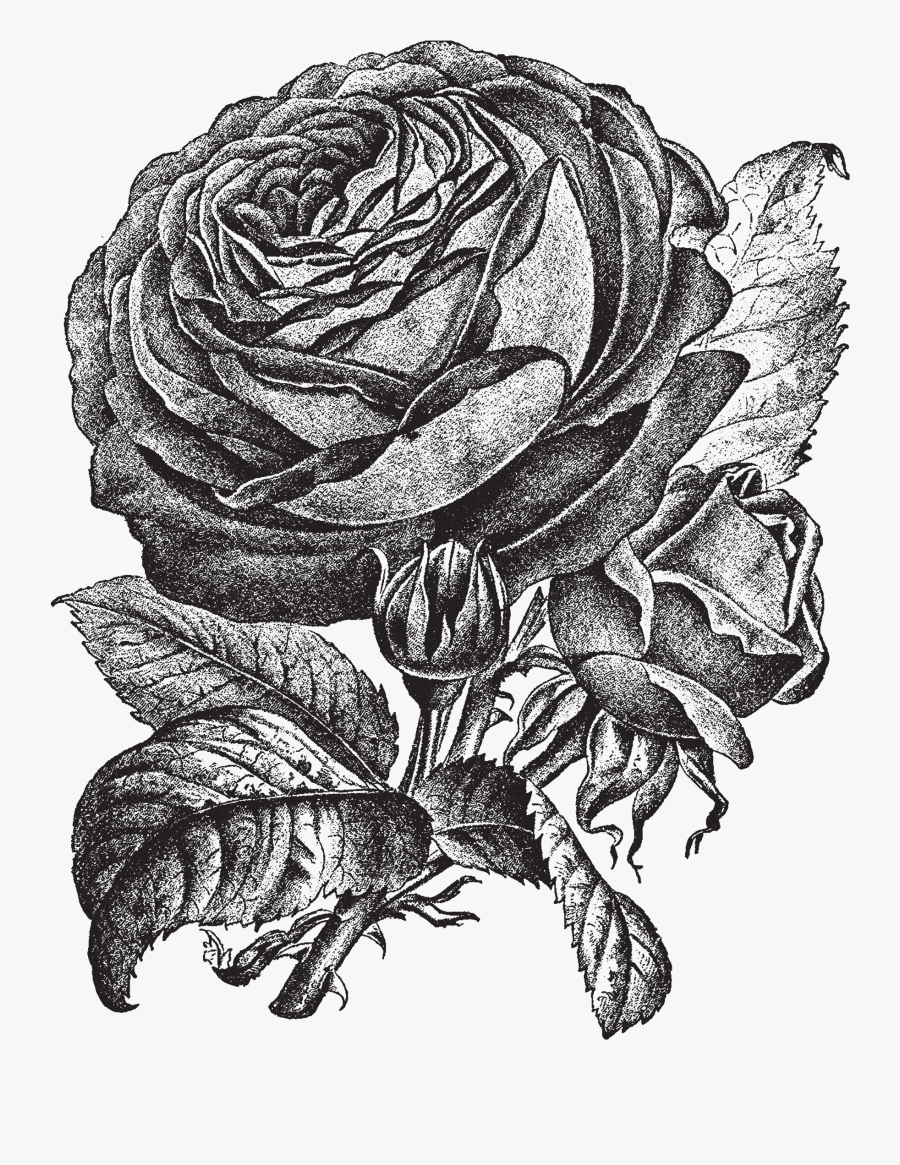 Bud Drawing Pink Rose - Rose, Transparent Clipart