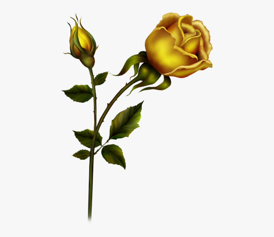 Bud Clipart Yellow Rose - Evergreen Rose, Transparent Clipart