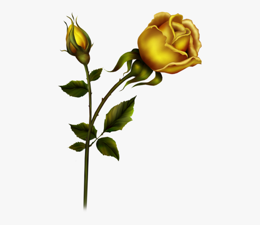 Bud Clipart Yellow Rose - Evergreen Rose , Free Transparent Clipart ...