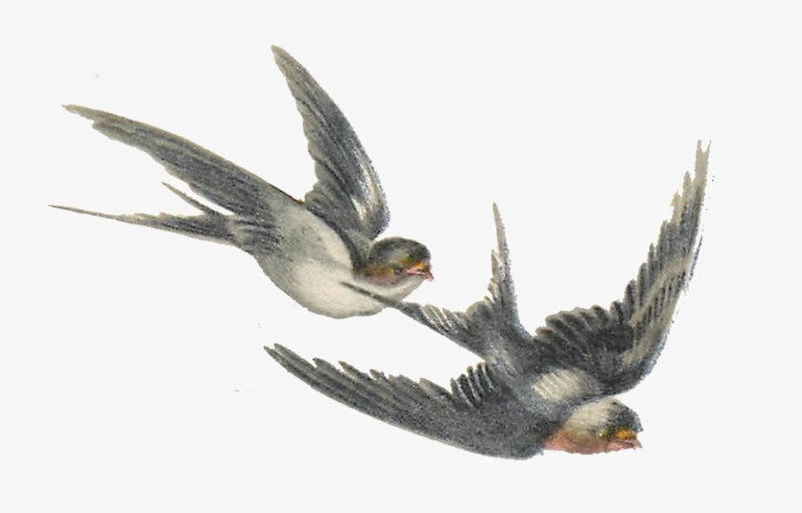 Swallow Clipart Free Vintage Bird - Vintage Bird Transparent Background, Transparent Clipart
