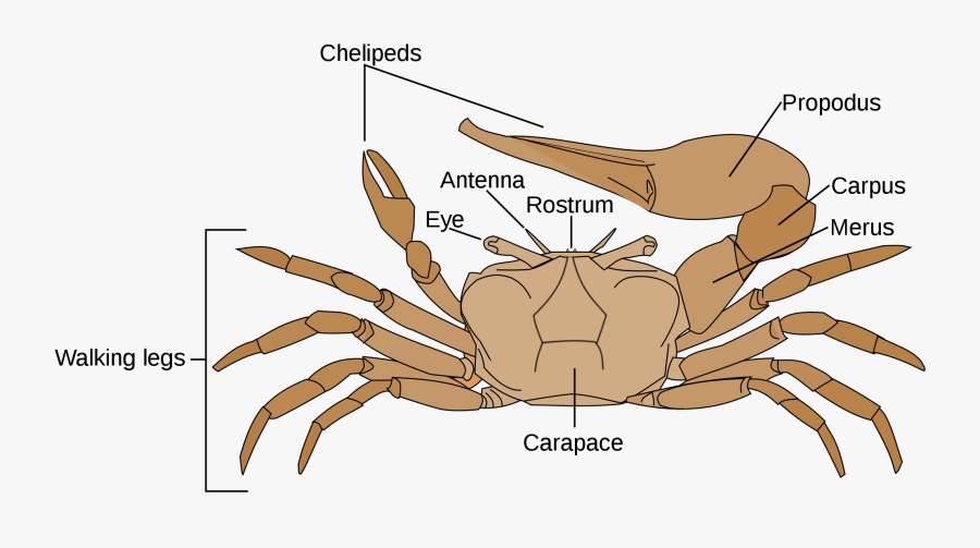 Crabs Drawing Mud Crab - Fiddler Crab Labelled Diagram, Transparent Clipart