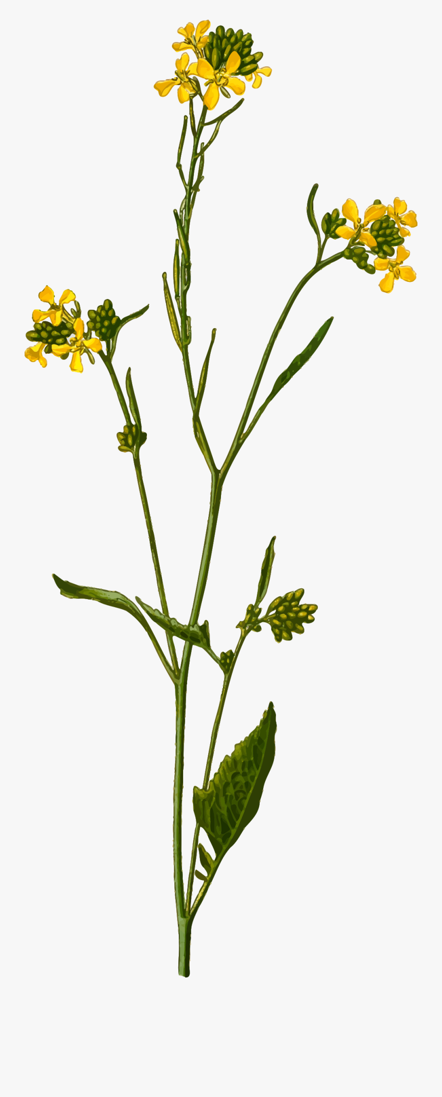 Mustard Seed Plant Drawing , Free Transparent Clipart - ClipartKey