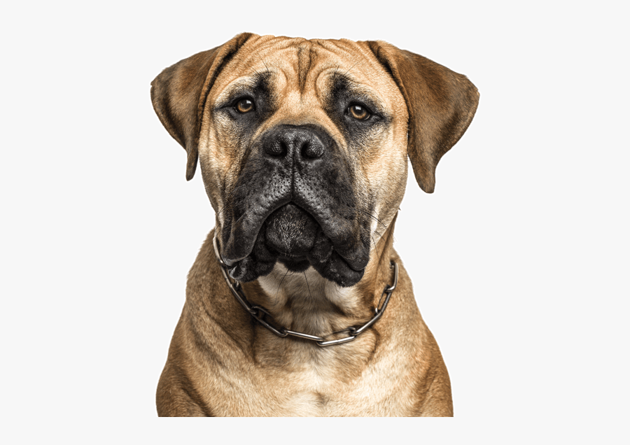 Clip Art Dogue De Bordeaux Puppies - Bullmastiff Cross Boxer, Transparent Clipart