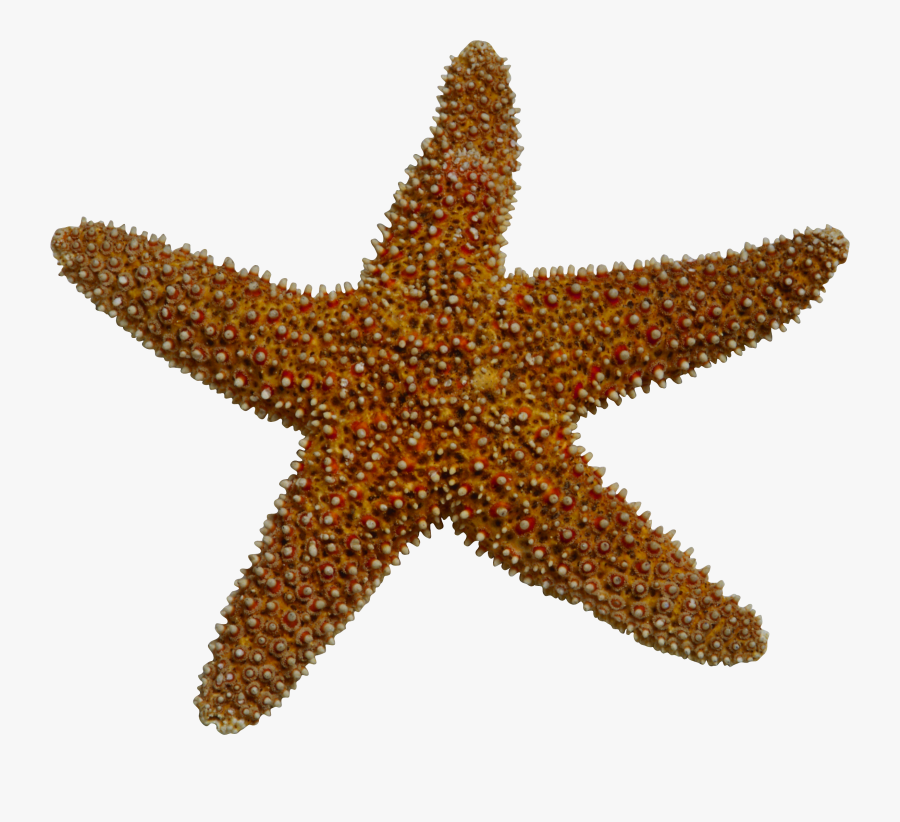 Starfish Sea Clip Art - Brown Starfish Clipart , Free Transparent ...