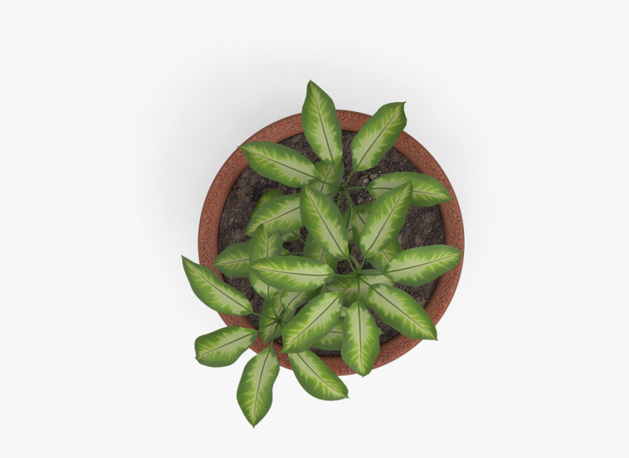 Plant Top View Png Vector, Clipart, Psd , Free Transparent Clipart