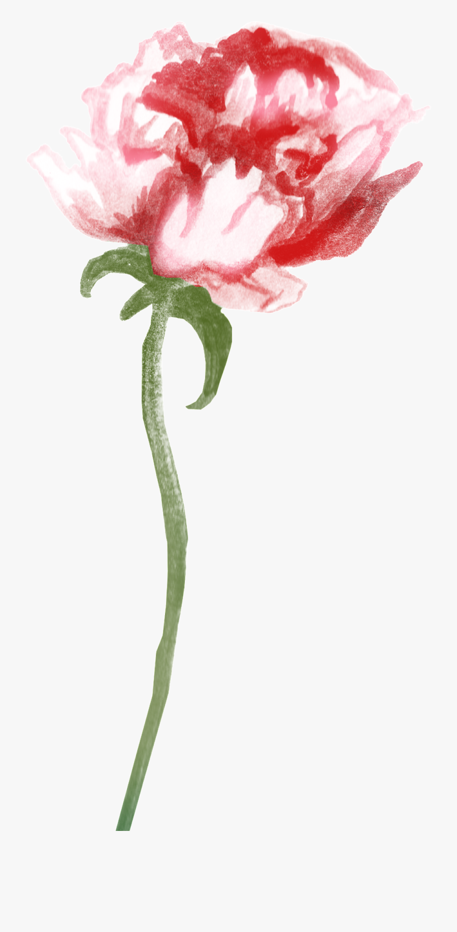 47z58picgyb 1024 X Oss Process=image/quality,q 70/watermark - Garden Roses, Transparent Clipart