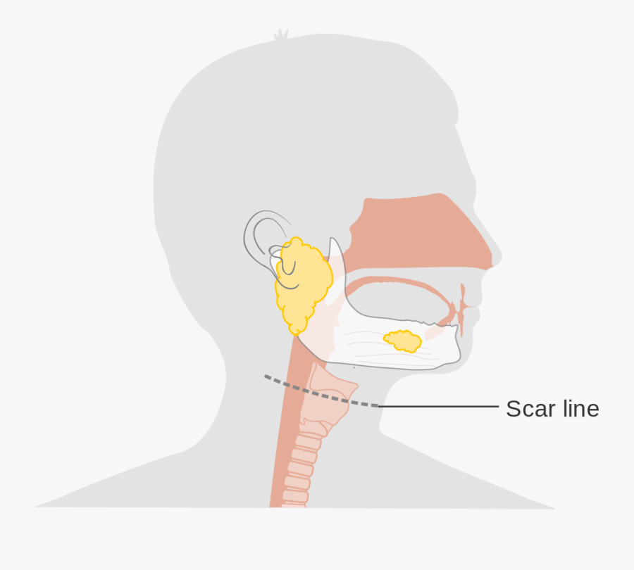 Salivary Gland Cartoon Png, Transparent Clipart