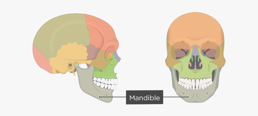 Mandible Bone - Overview - Colored - Skull, Transparent Clipart