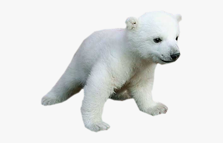 Clip Art Baby Animals Images - Png Polar Bear Transparent Baby, Transparent Clipart