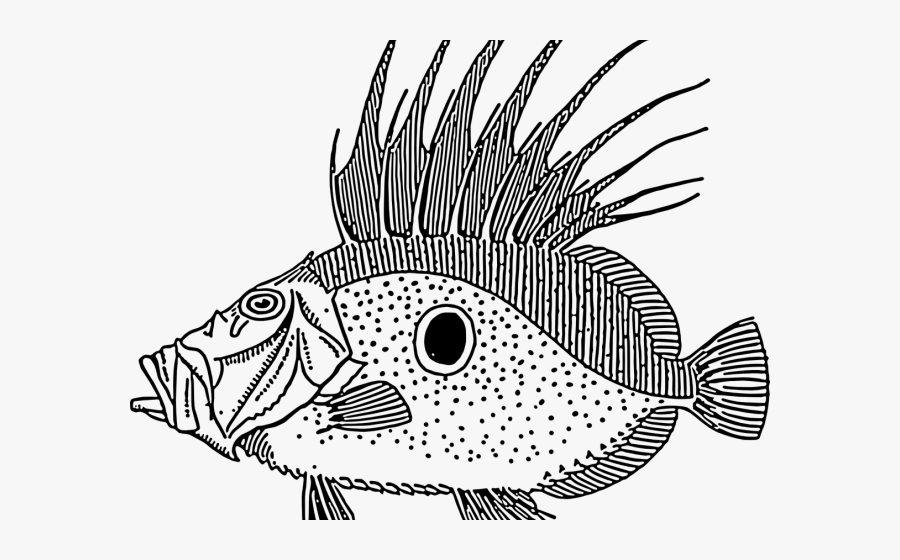 Fins Clipart Large Fish - Pez De San Pedro Dibujo, Transparent Clipart