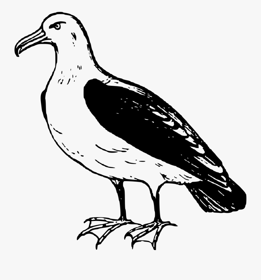 Albatross - Black Footed Albatross Drawing, Transparent Clipart