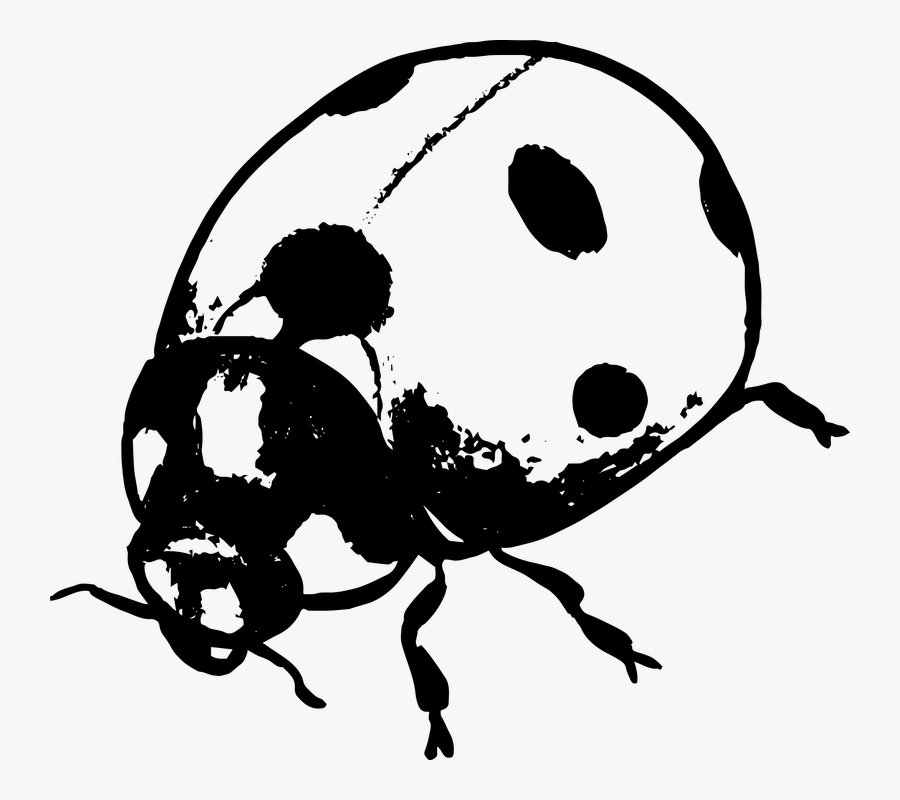 Transparent Marienkafer Clipart Ladybug Silhouette Png Free Transparent Clipart Clipartkey