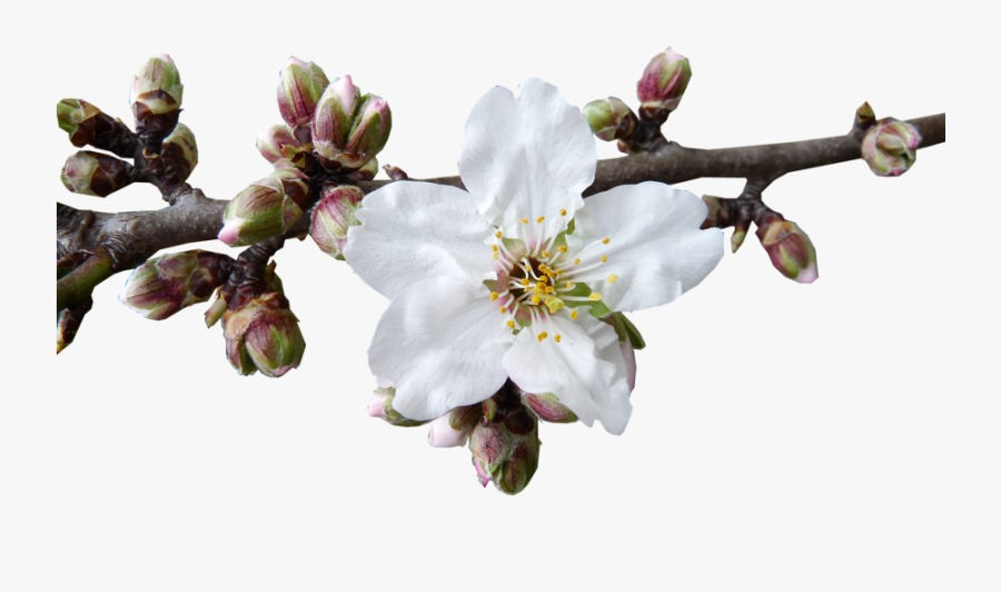 Clip Art Transparent Stock The Blossom Season In Mallorca - Transparent Almond Blossom Png, Transparent Clipart