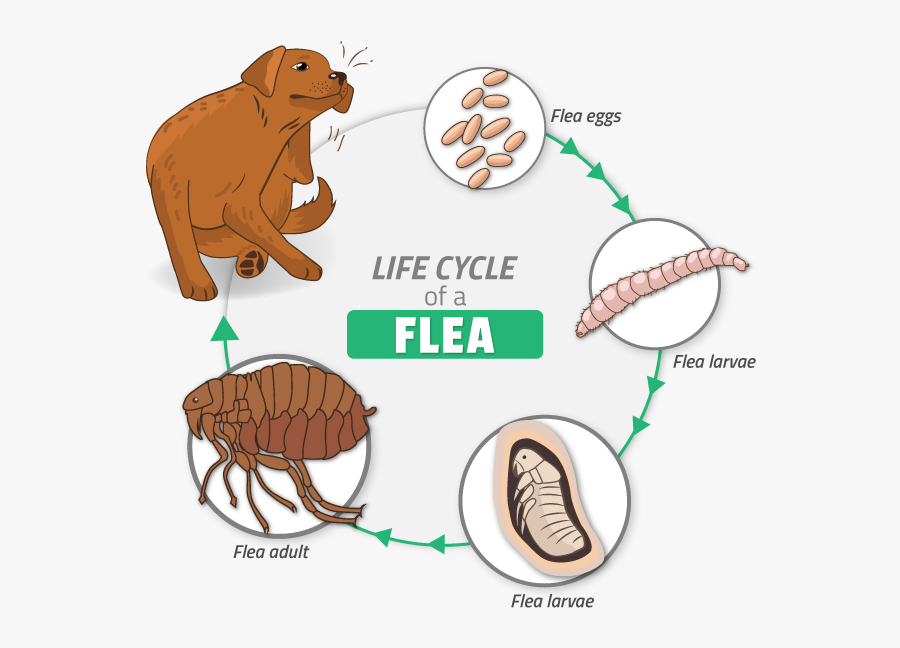 Cure All Pest Control Flea Cycle - Zophobas Morio, Transparent Clipart