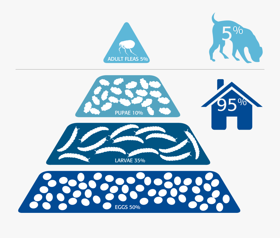 Pyramid Of Numbers Dog With Fleas, Transparent Clipart