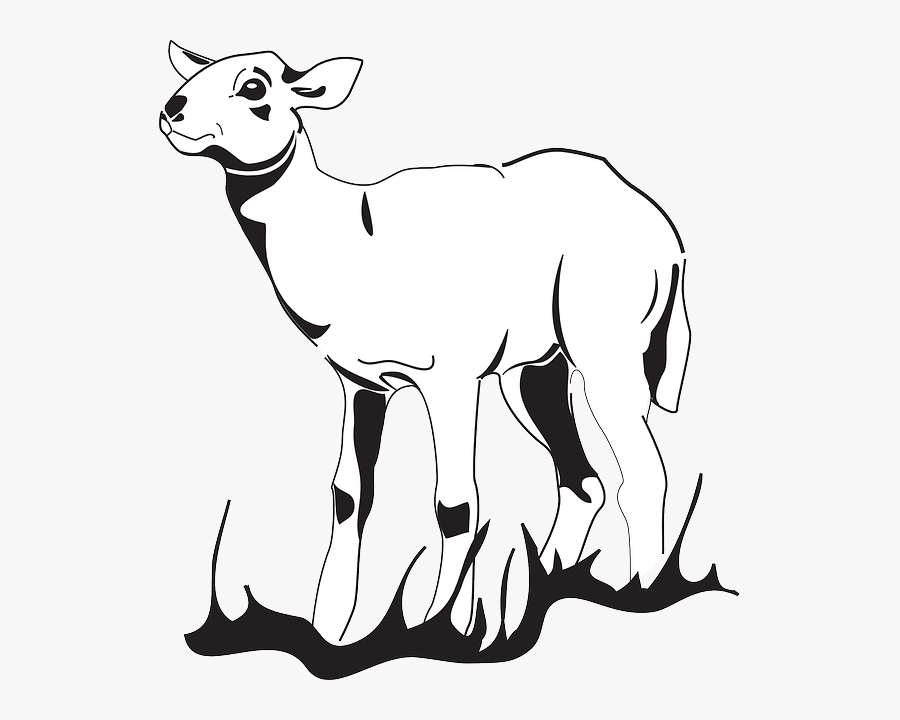 Drawing Sheep Sketch - Lamb Vector Png, Transparent Clipart