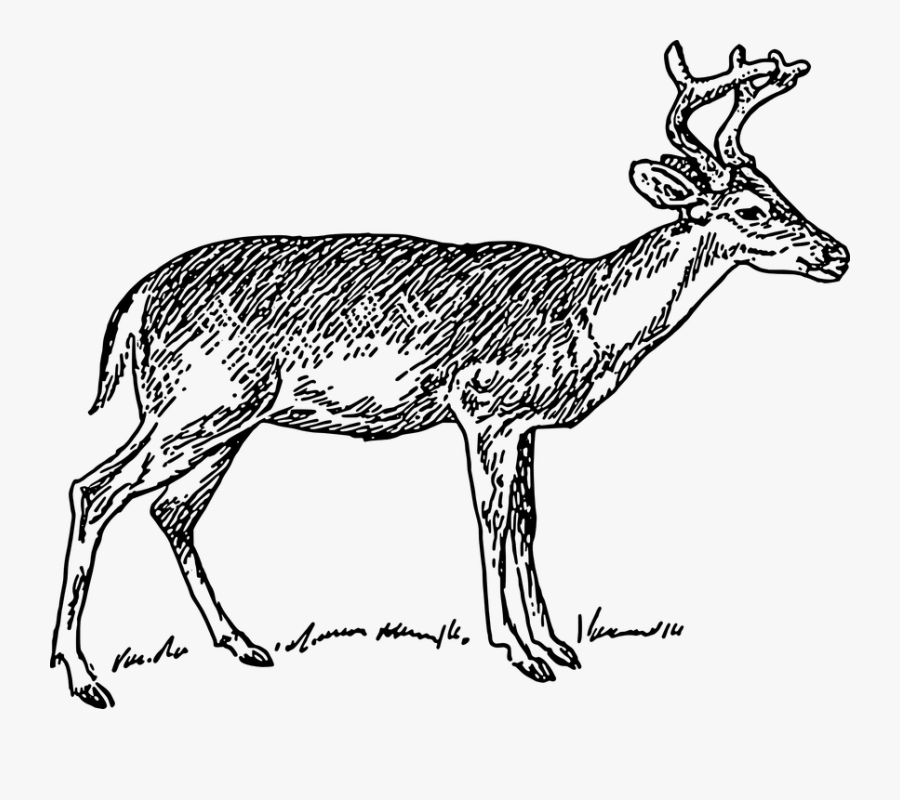Deer, Wild, Walking, Animal, Antlers - Deer Clip Art Black And White, Transparent Clipart