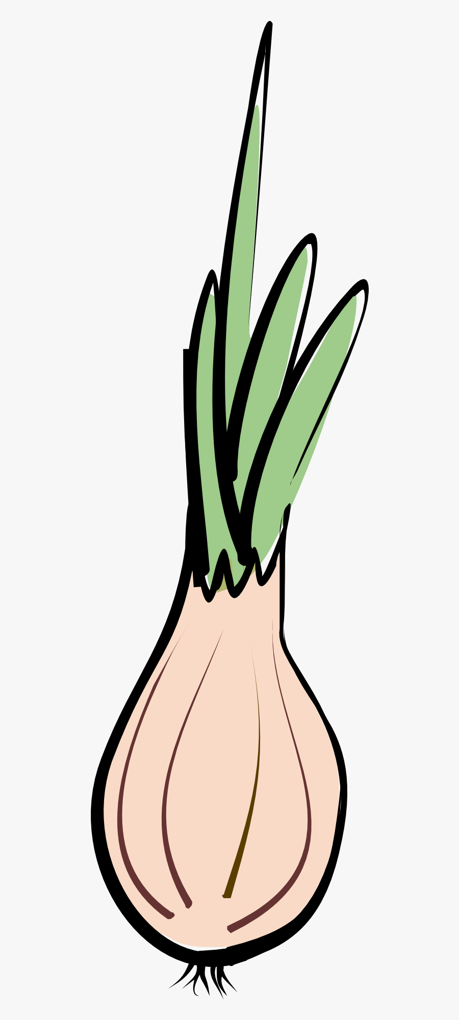 Drawing Vegetables Onion, Transparent Clipart