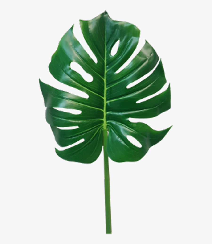 Jungle Leaves Png -monstera Leaf Png - Monstera Leaf Transparent, Transparent Clipart
