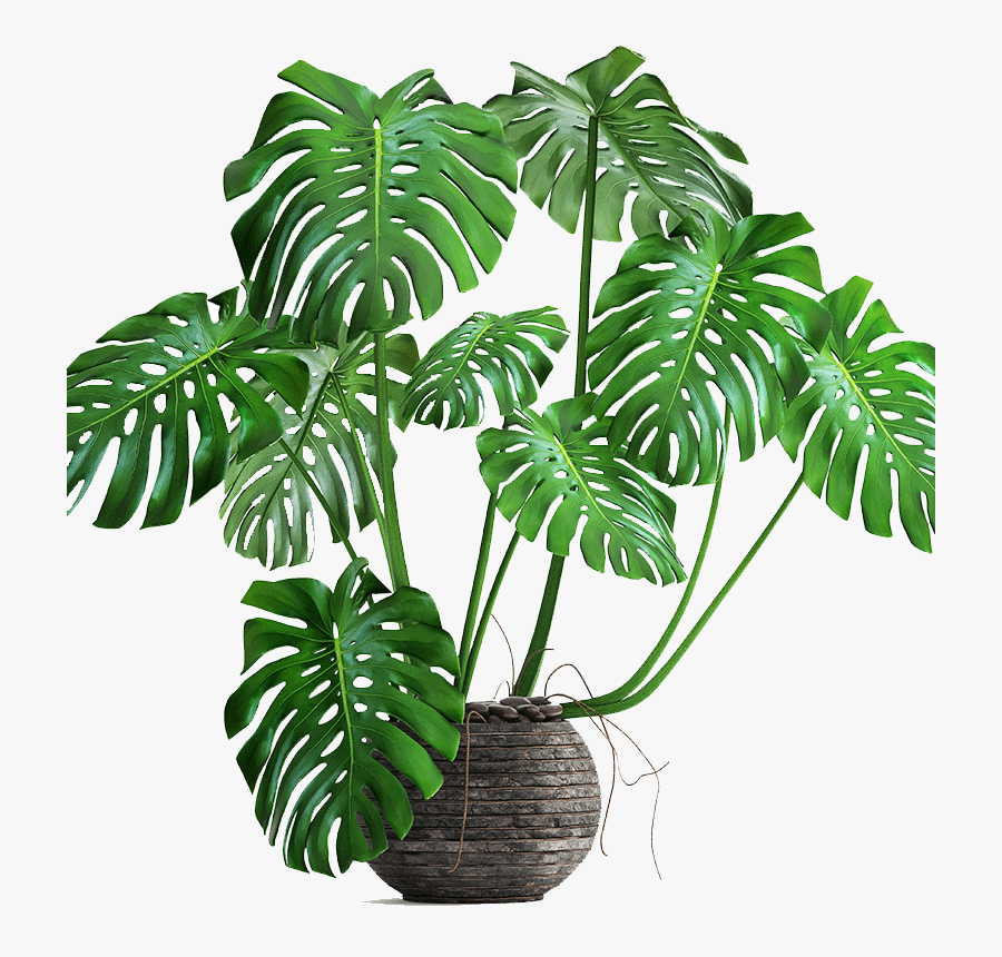 Clip Art Swiss Cheese Plant Philodendron - Monstera Plant Transparent Background, Transparent Clipart