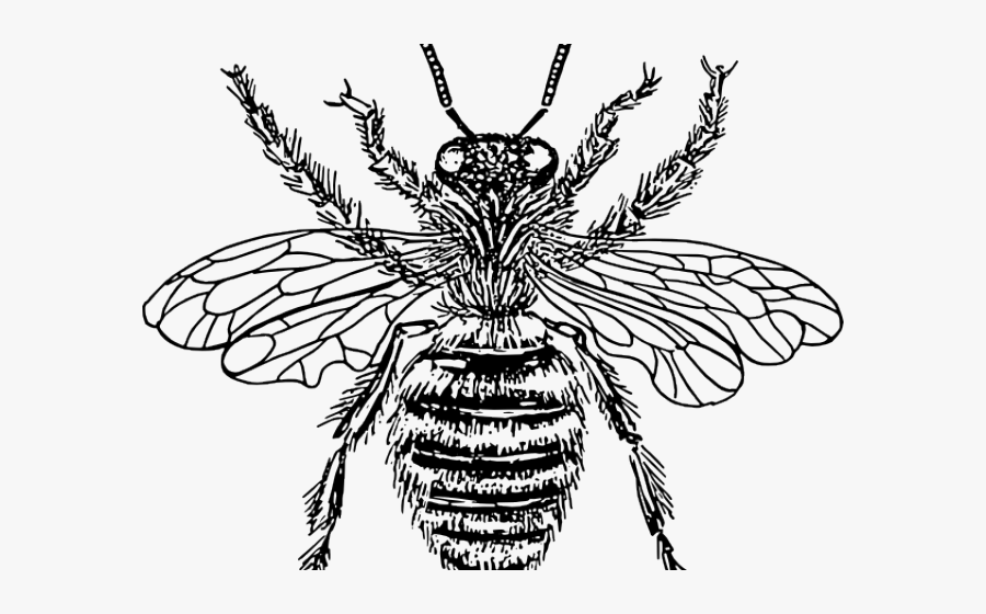 Bee Drawing Transparent Background, Transparent Clipart
