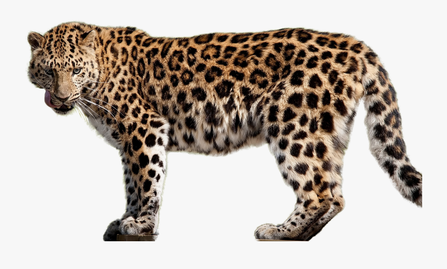 Clip Art Transparent Angry For - Amur Leopard White Background, Transparent Clipart