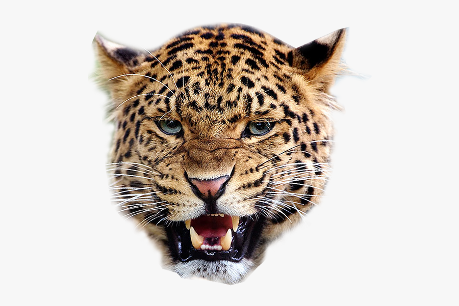Images Of Angry Tiger - Leopard Transparent Background, Transparent Clipart