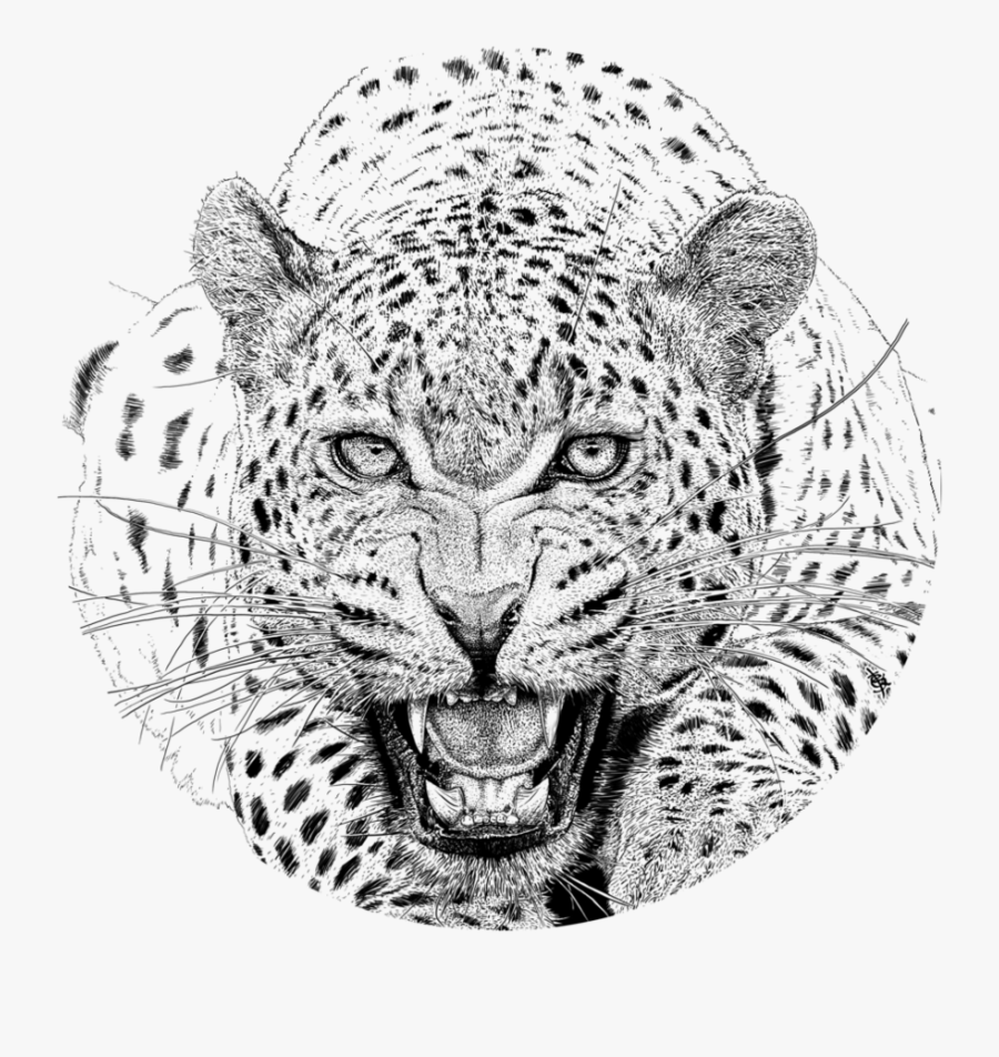 Face Clipart Leopard - Realistic Leopard Head Drawing, Transparent Clipart