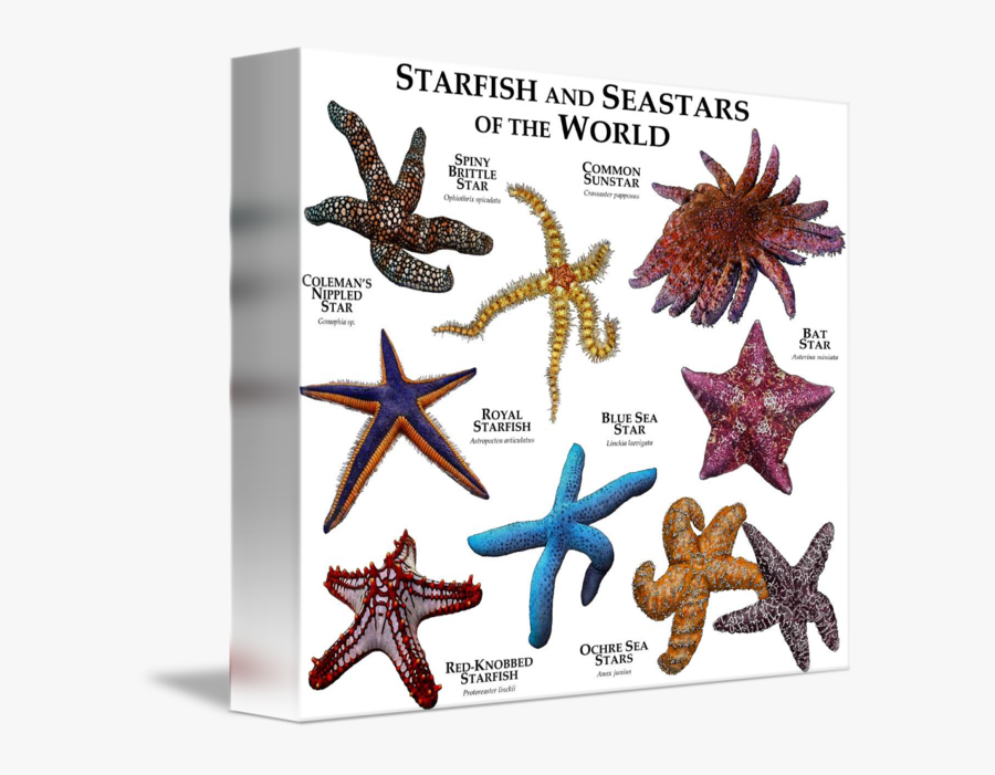 Drawing Starfish Artistic - Different Kind Kinds Of Starfish, Transparent Clipart