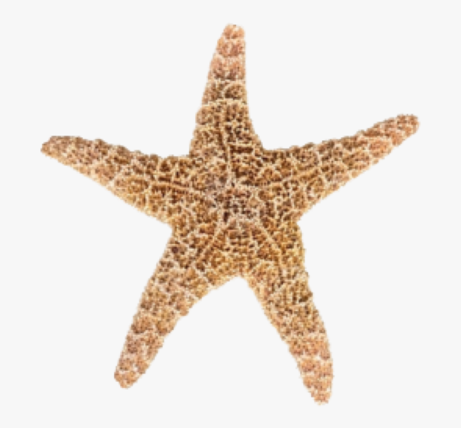 Star Fish, Transparent Clipart