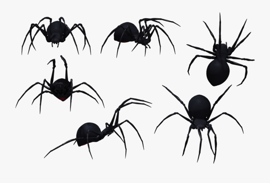 Set Of Black Spiders - Spider Drawing Side View, Transparent Clipart