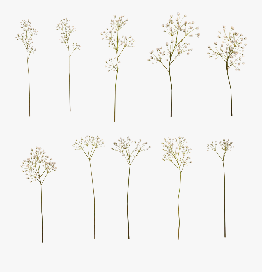 Transparent Baby S Breath Png Drawing Baby Breath Png Free Transparent Clipart Clipartkey