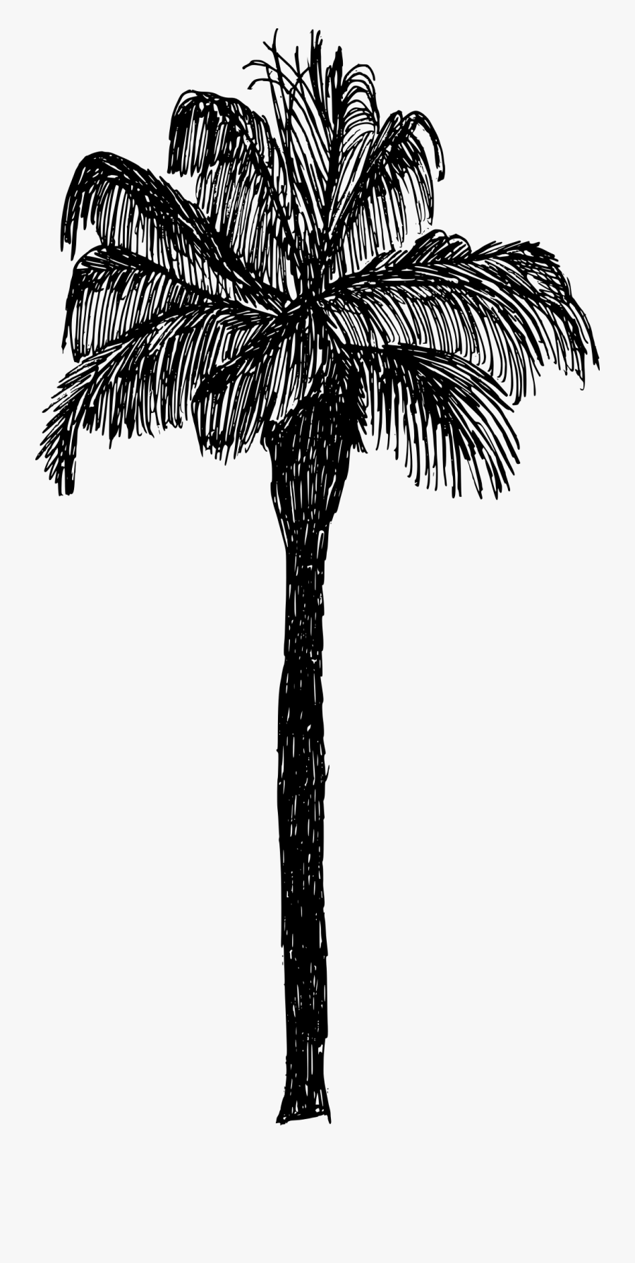 Tree,palm Plant,black And Palm,leaf,date Palm,elaeis,plant - Palm Tree Drawing Png, Transparent Clipart