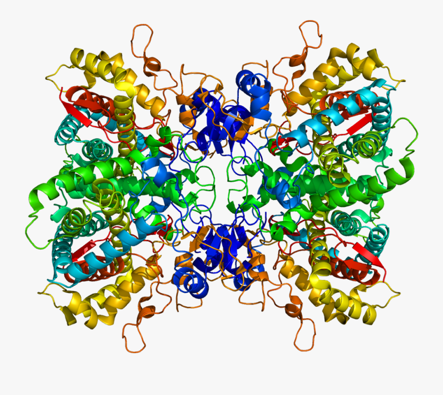 A Rendering Of The Cyp2d6 Enzyme Clipart , Png Download - Transparent Enzyme, Transparent Clipart