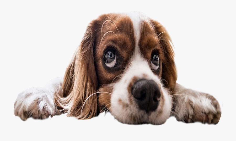 Sad Puppy Eyes Transparent Background Dog Image - Transparent Sad Dogs, Transparent Clipart