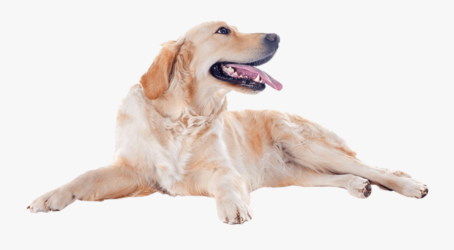 Golden Retriever Dog - Golden Retriever Image Png, Transparent Clipart