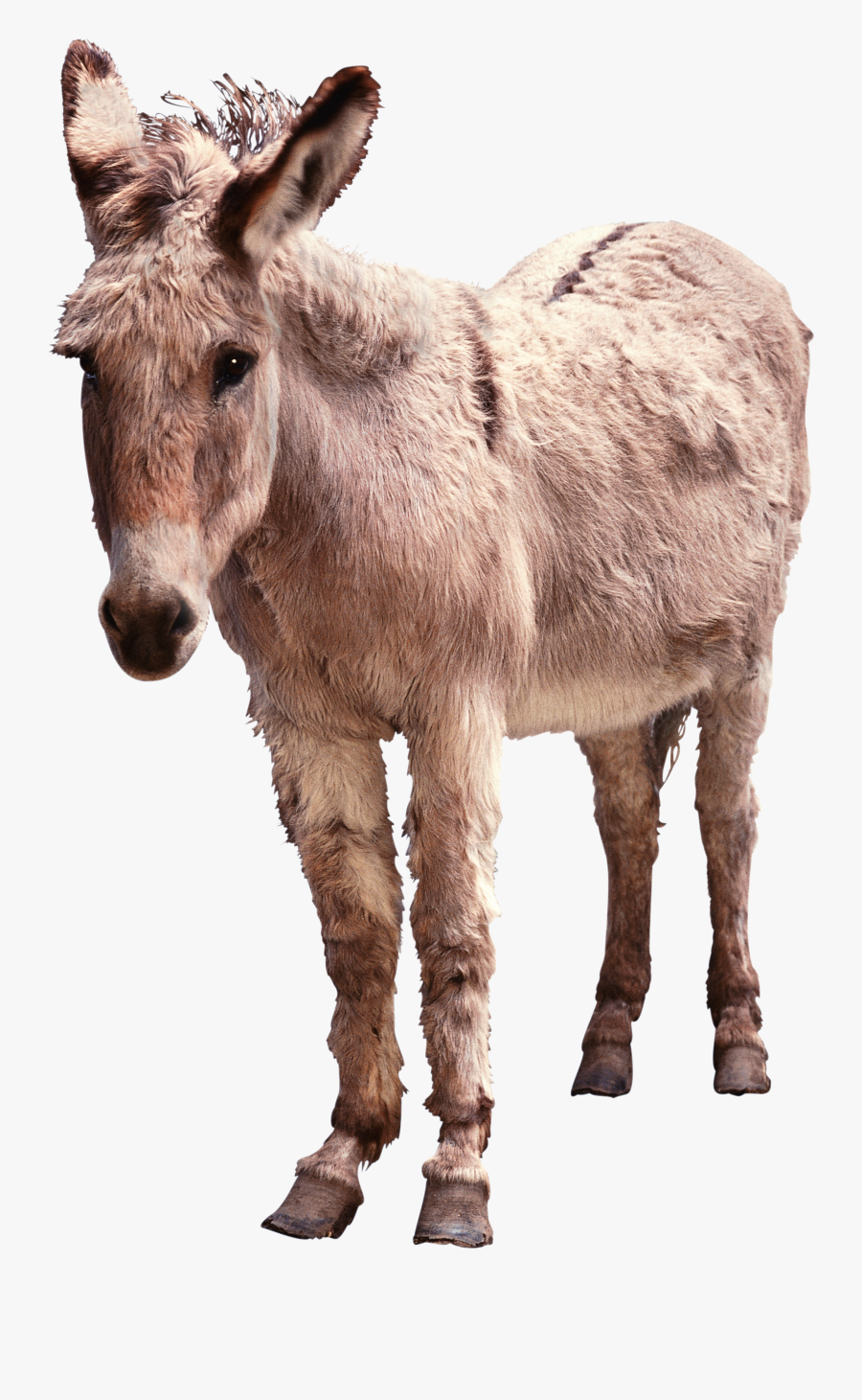 Donkey Png Images, Transparent Clipart