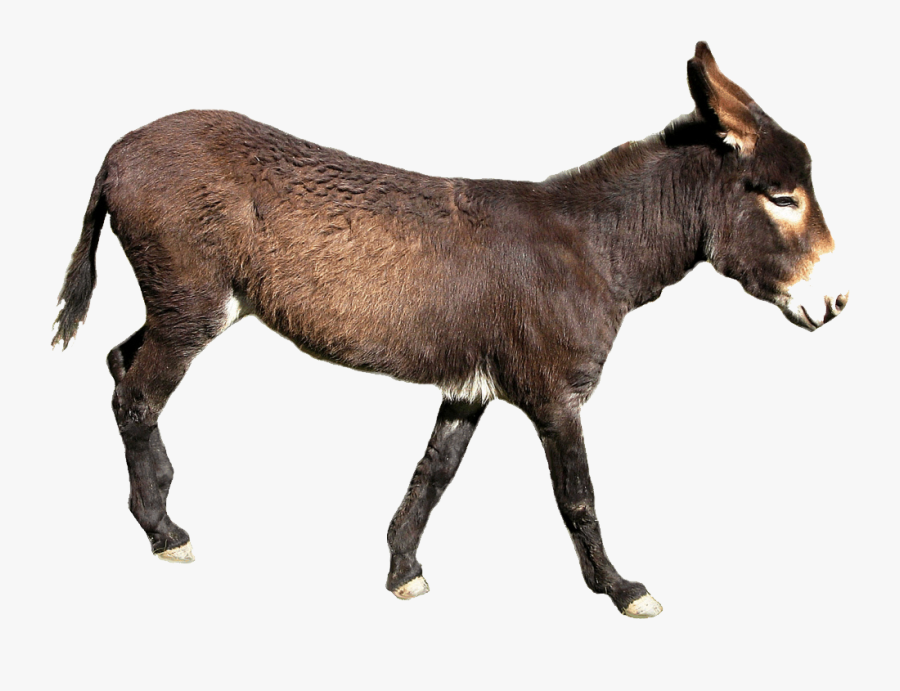 Transparent Donkey Clipart - Donkey With No Background, Transparent Clipart