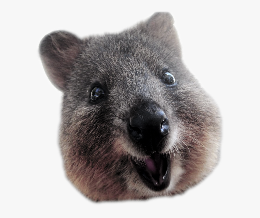 Wombat - Quokka Png, Transparent Clipart