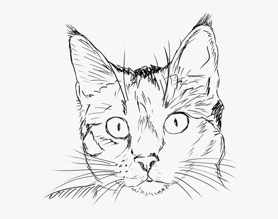 Realistic Cat Face Outline , Free Transparent Clipart - ClipartKey